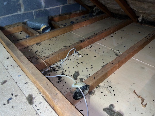 Rodent droppings in loft space