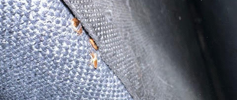 Heat treatment - bed bugs