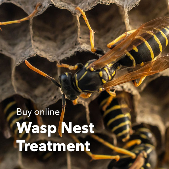 Wasp Nest Treatment