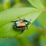 Pest Control